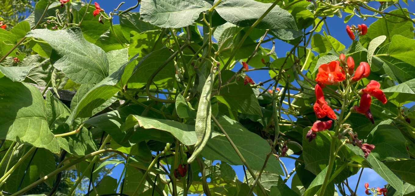 Flowering Vines For Full Sun & Partial Shade – Mother Earth News - Vimarsana News